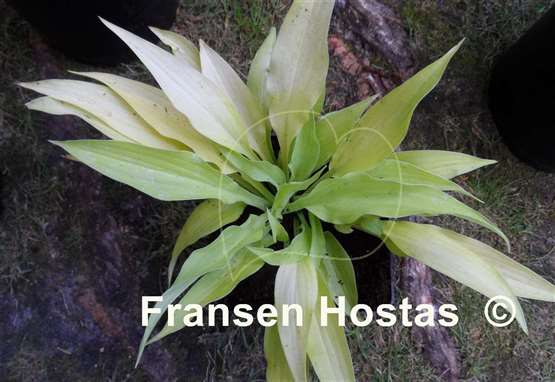 Hosta Pineapple Zest